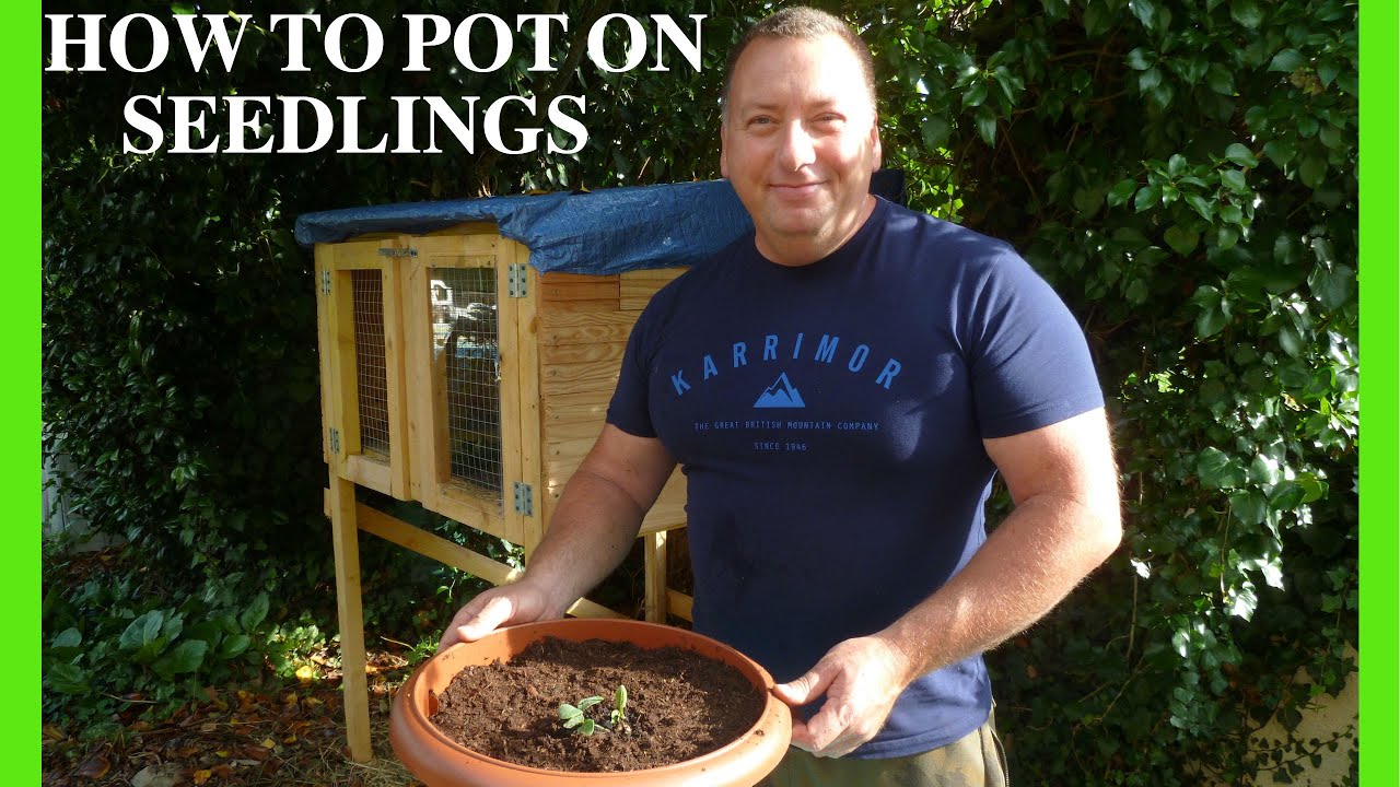 How to Pot on Seedlings  ( Home Gardening Tips and Tricks )  Growing Butternut Squash in pots