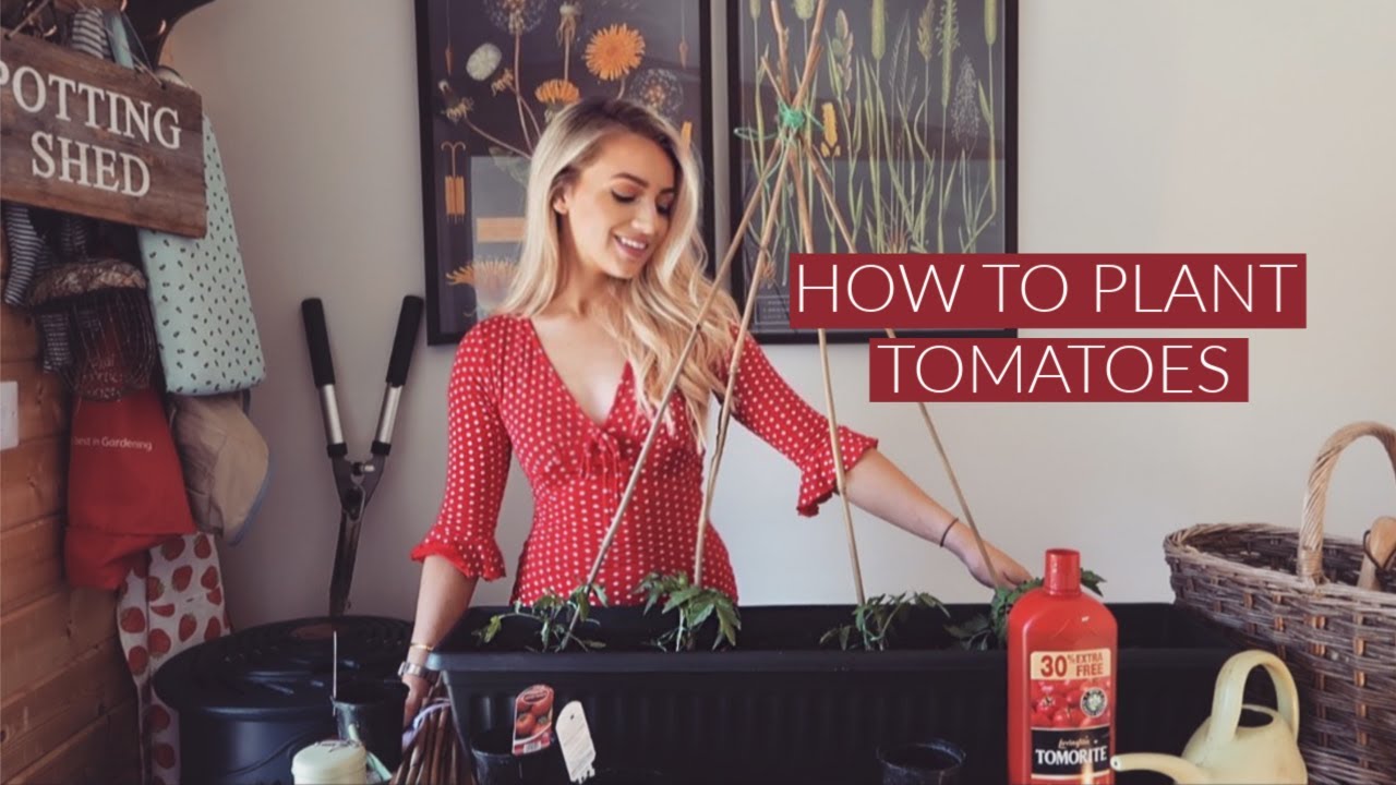 HOW TO PLANT AND GROW TOMATOES! Gardening for beginners UK