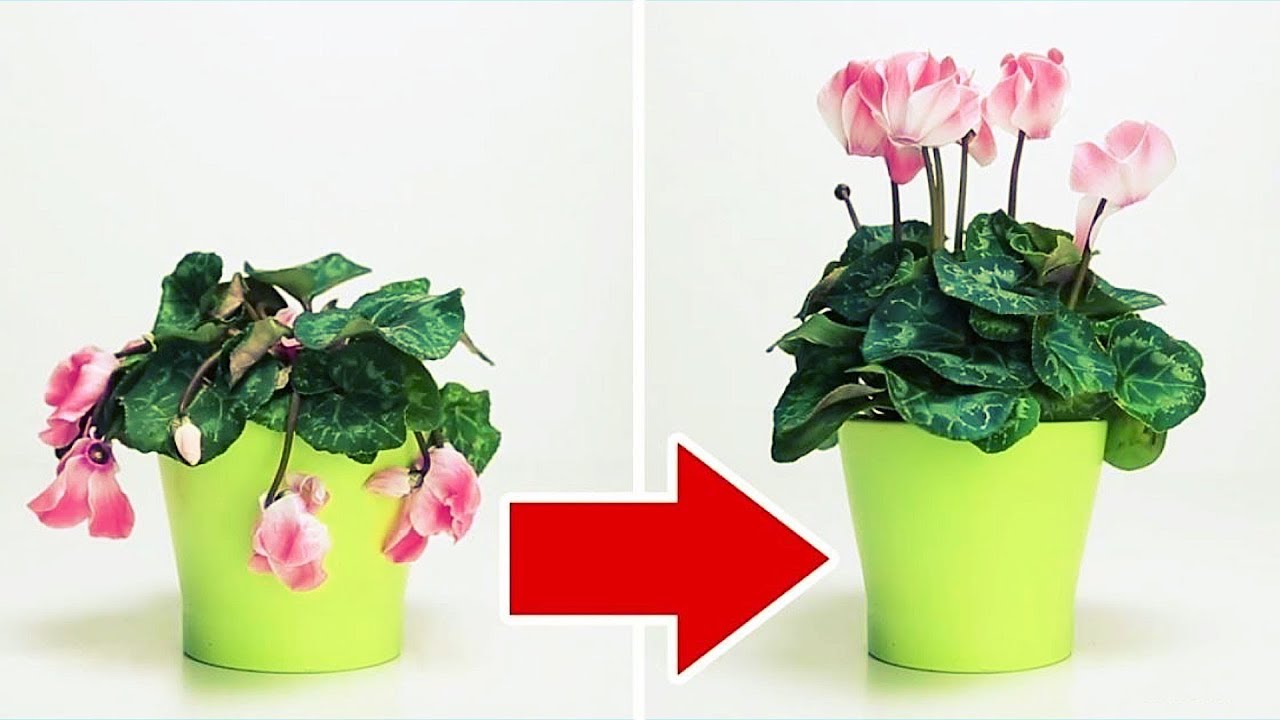 16 USEFUL HACKS AND CRAFTS FOR PLANTS
