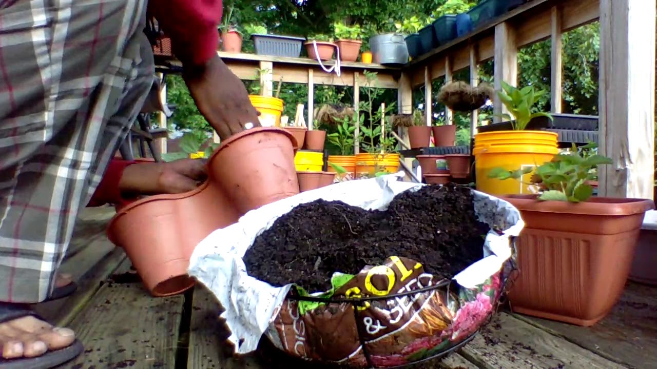 GARDENING IN A HANGING BASKET  EASY  Gardening For Beginners 2020  Grow Food In a Small Space!