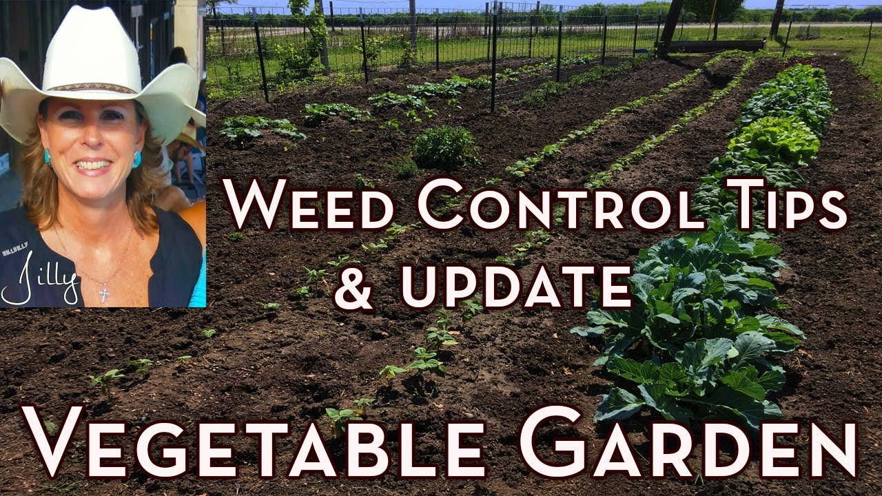 Vegetable Garden Weed Control Tips and Garden Update  How to Get Rid of Weeds in Vegetable Garden