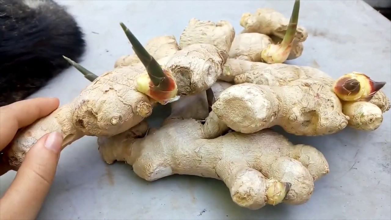 Planting and Growing GINGER  Gardening for Beginners  Gardening tips and tricks