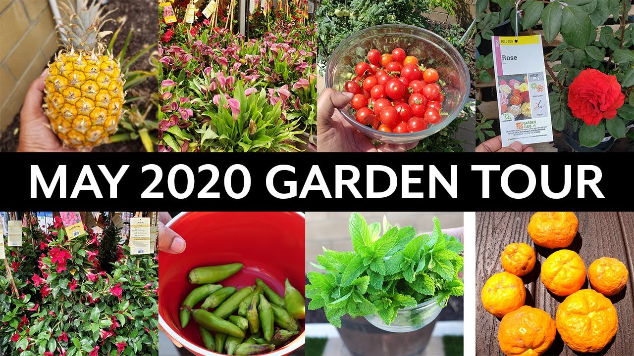 California Gardening May 2020 Garden Tour  Vegetable and Fruit Trees Gardening Tips!