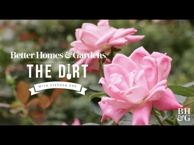 Roses for Beginners | The Dirt | Better Homes & Gardens