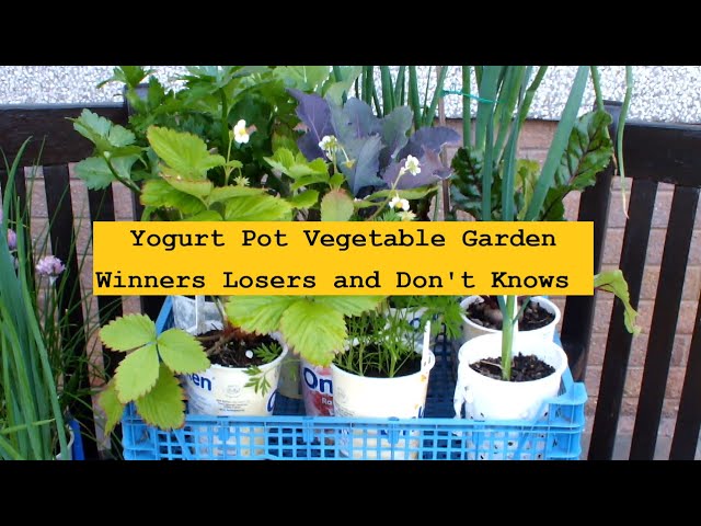 Yogurt Pot Vegetable Garden  Winners Losers and Dont Knows