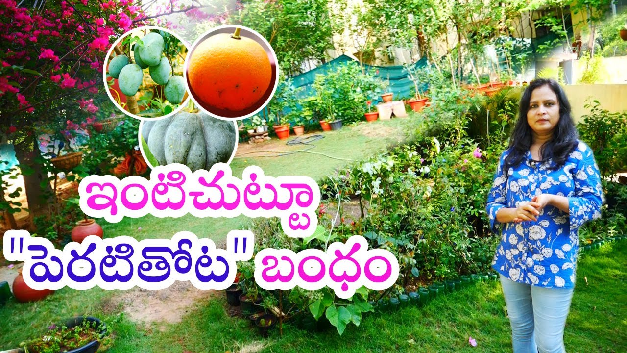 Beautiful Kitchen Garden With Vegetables And Flowers By Radhika || Rythunestham ||