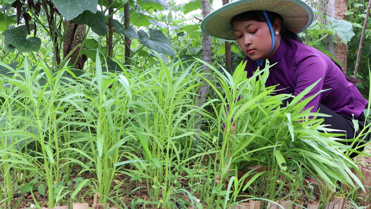 Health food from Water Spinach which cultivation in the vegetable garden at My home land