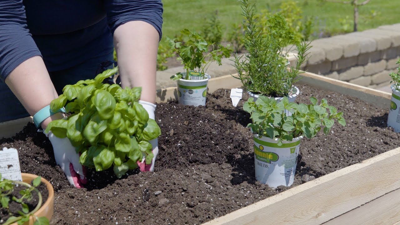 Planting an Herb Garden