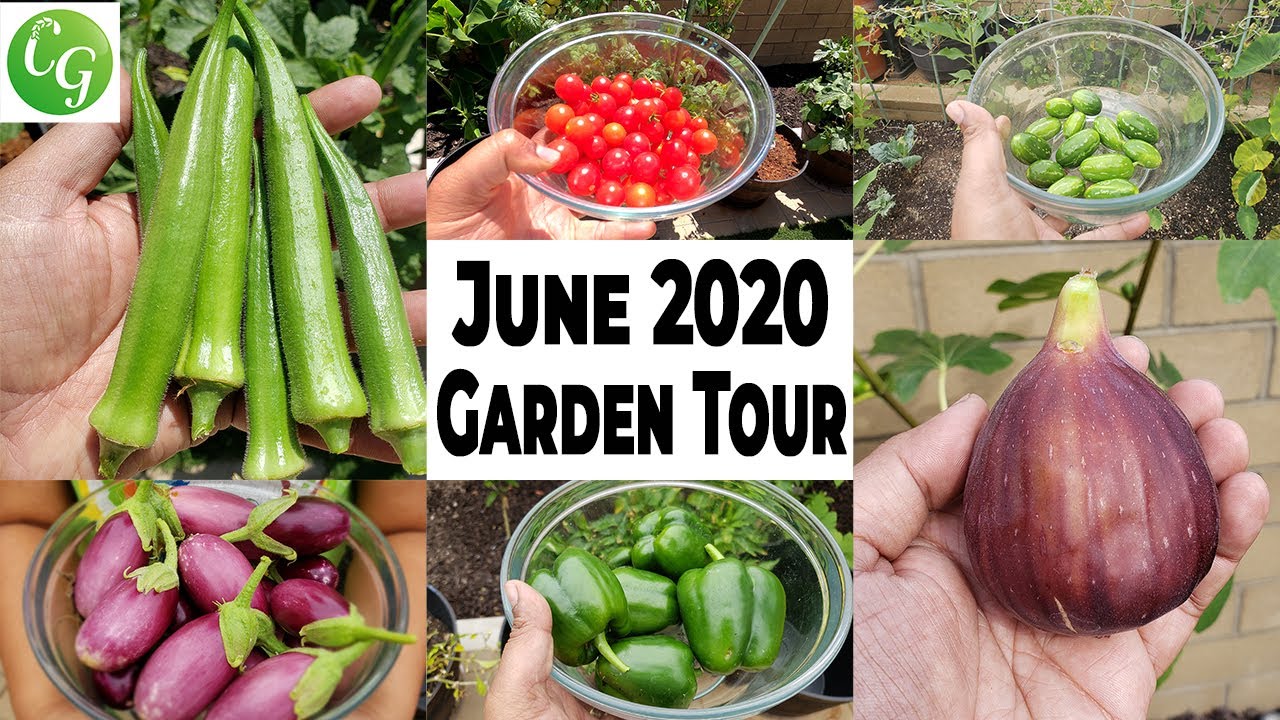 California Gardening June 2020 Garden Tour  Gardening Tips, Harvests, & more!