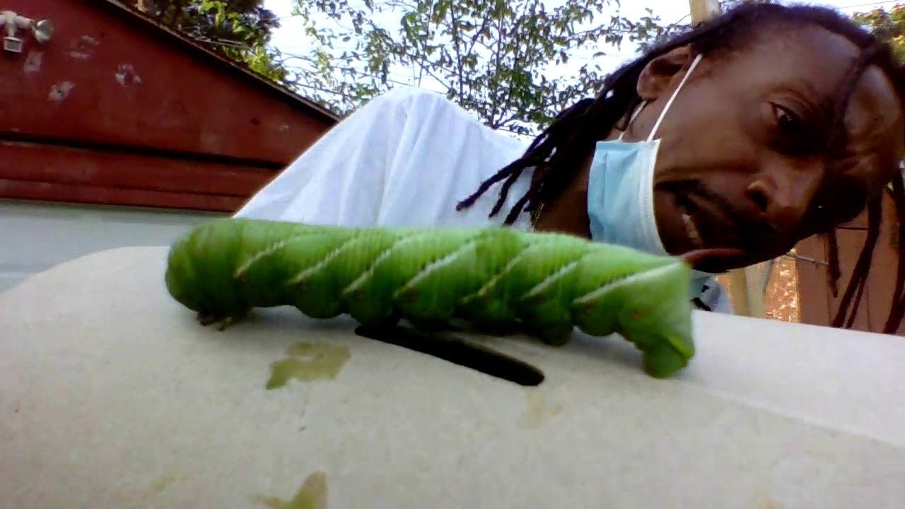 HORN WORMS  EATING MY PLANTS!!  Gardening For Beginners 2020   How To Control Some Pest In Garden!