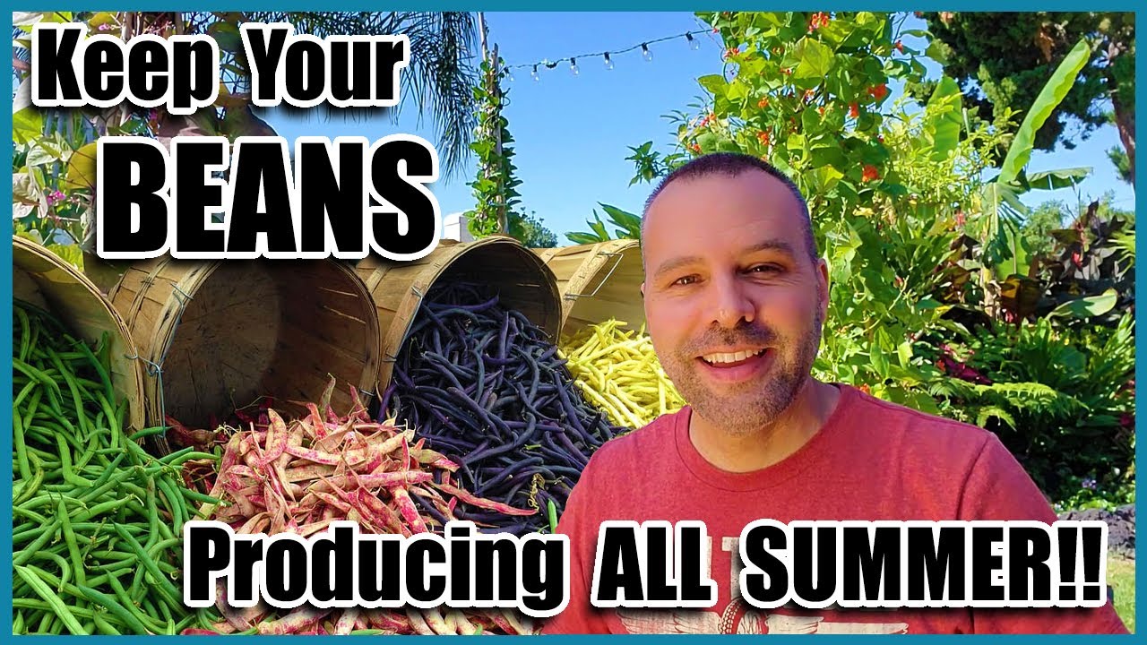 Keep Your Beans Producing All Summer!!! Organic Gardening for Beginners on How to Grow Beans.