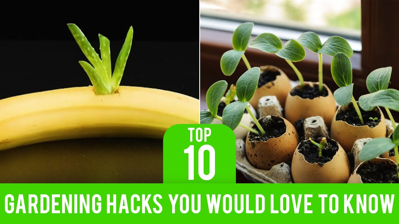 10 GARDENING HACKS YOUwould LOVE to know