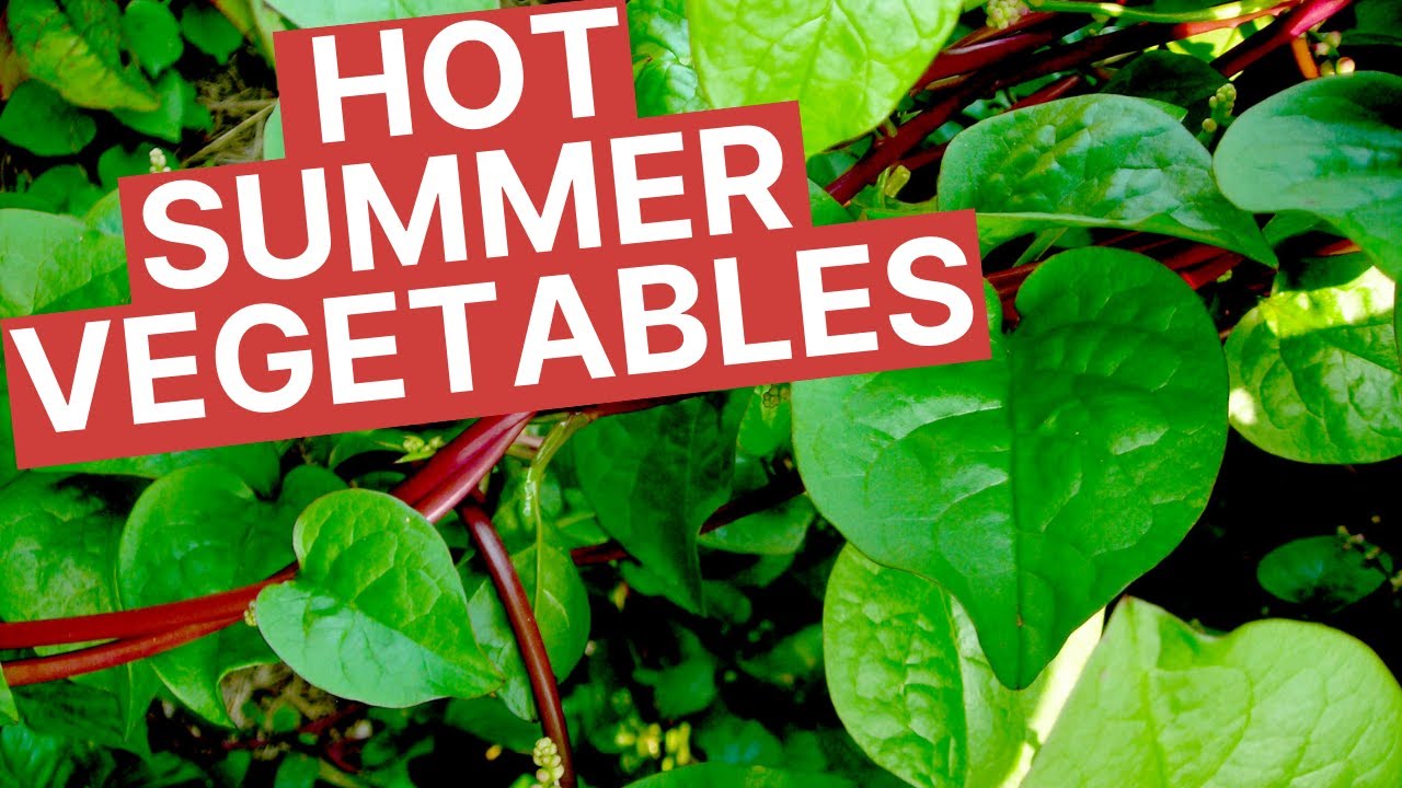 Summer Vegetables to Grow in your Florida Vegetable Garden | Beat the Heat in your Summer Garden