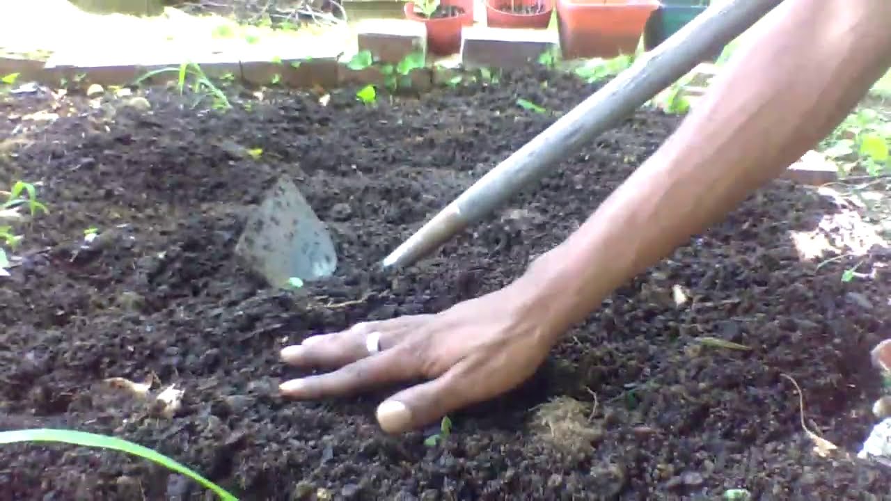 WHAT TO GROW MID JULY IN YOUR GARDEN  Gardening For Beginners 2020  Its Not Too Late To Start !