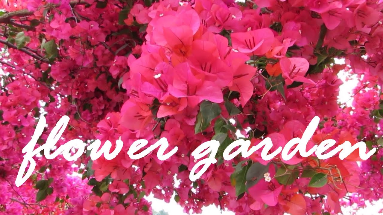 Beautiful spring and summer flower garden relaxing movie