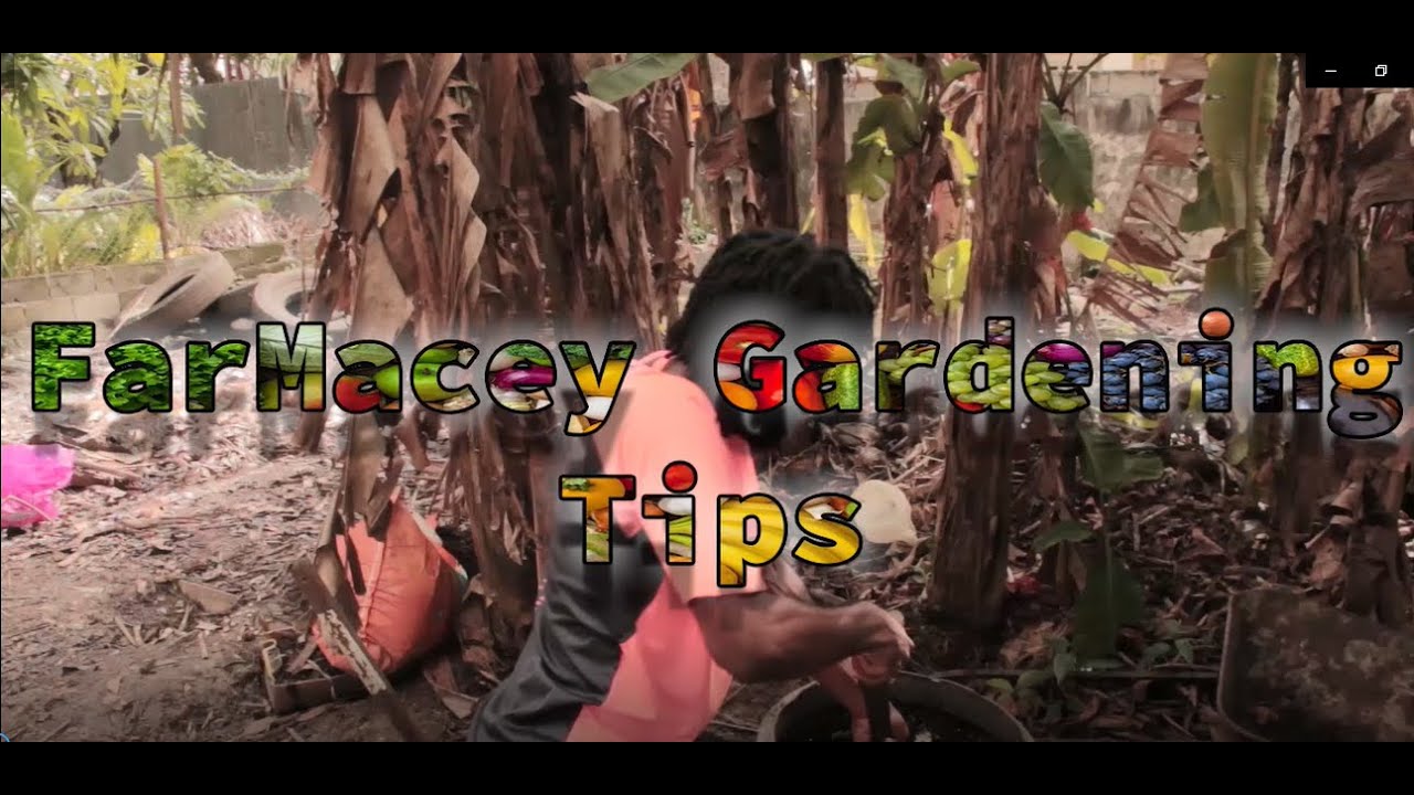 FarMacey Kitchen Gardening Tips
