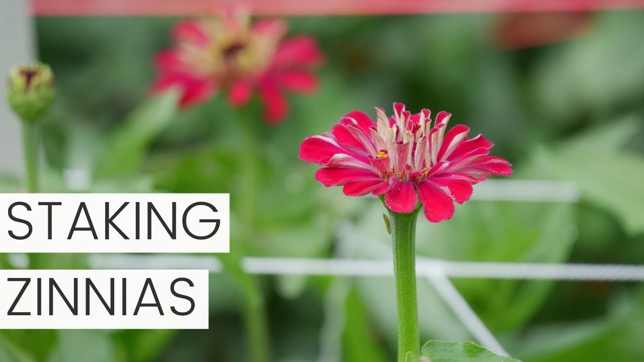 Staking Zinnia Flowers in Large Plantings in the Cut Flower Garden