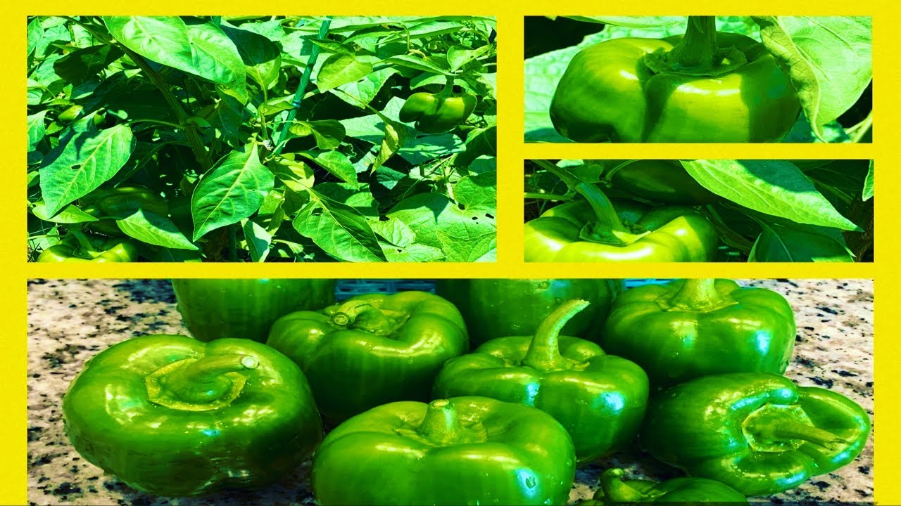 GROWING BELL PEPPERS  HOW TO HARVEST & PRESERVE | Gardening For Beginners