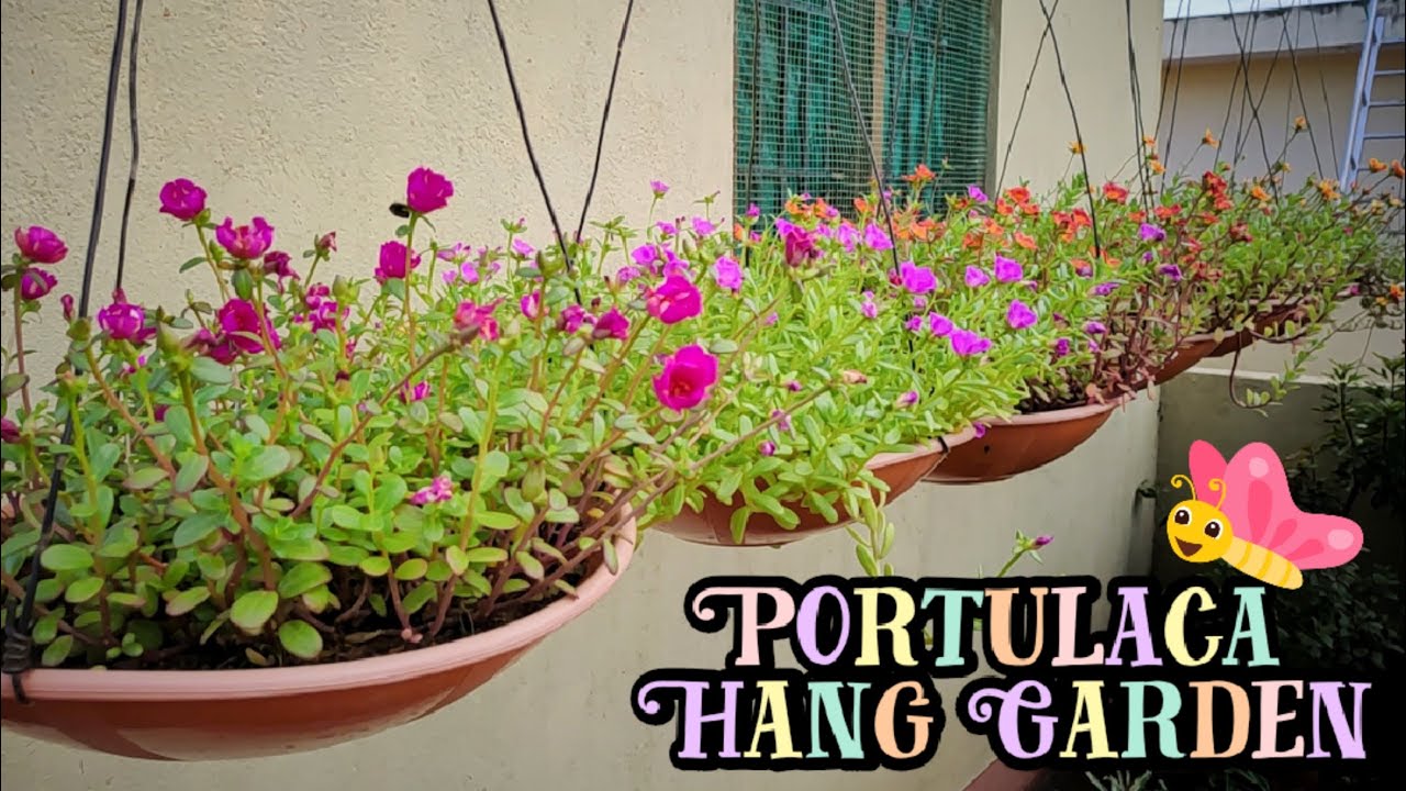 Portulaca Hanging Garden | Garden Ideas | പത്തുമണി ചെടി തൂക്കു പൂന്തോട്ടം | vid # 43