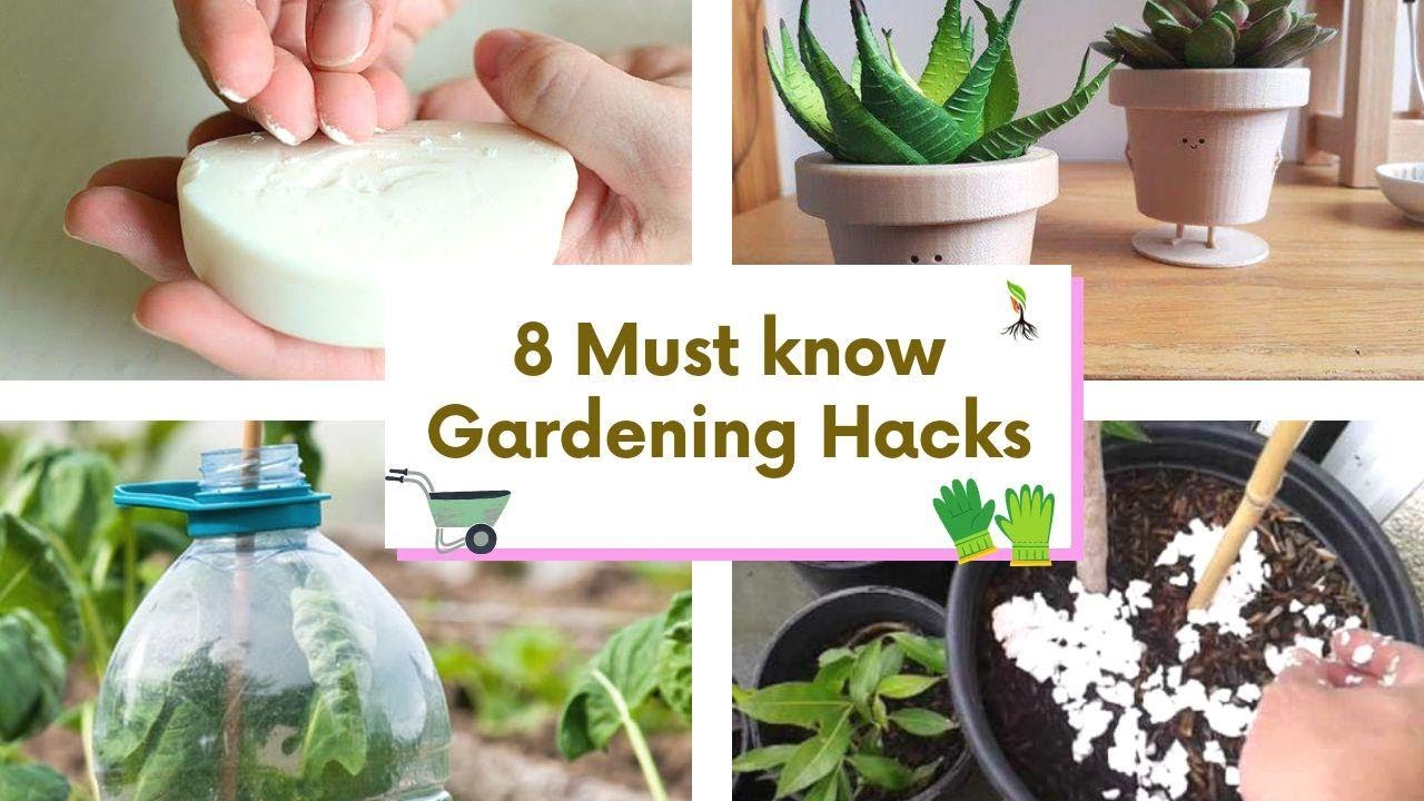 8 Unknown Gardening tips  More plant care in Less time