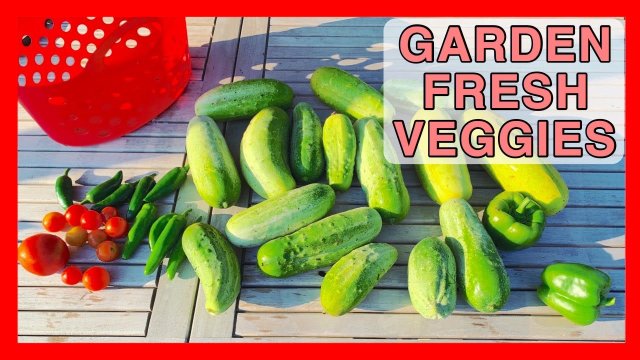 FEEDING MY FAMILY FROM THE BACKYARD | Gardening For Beginners