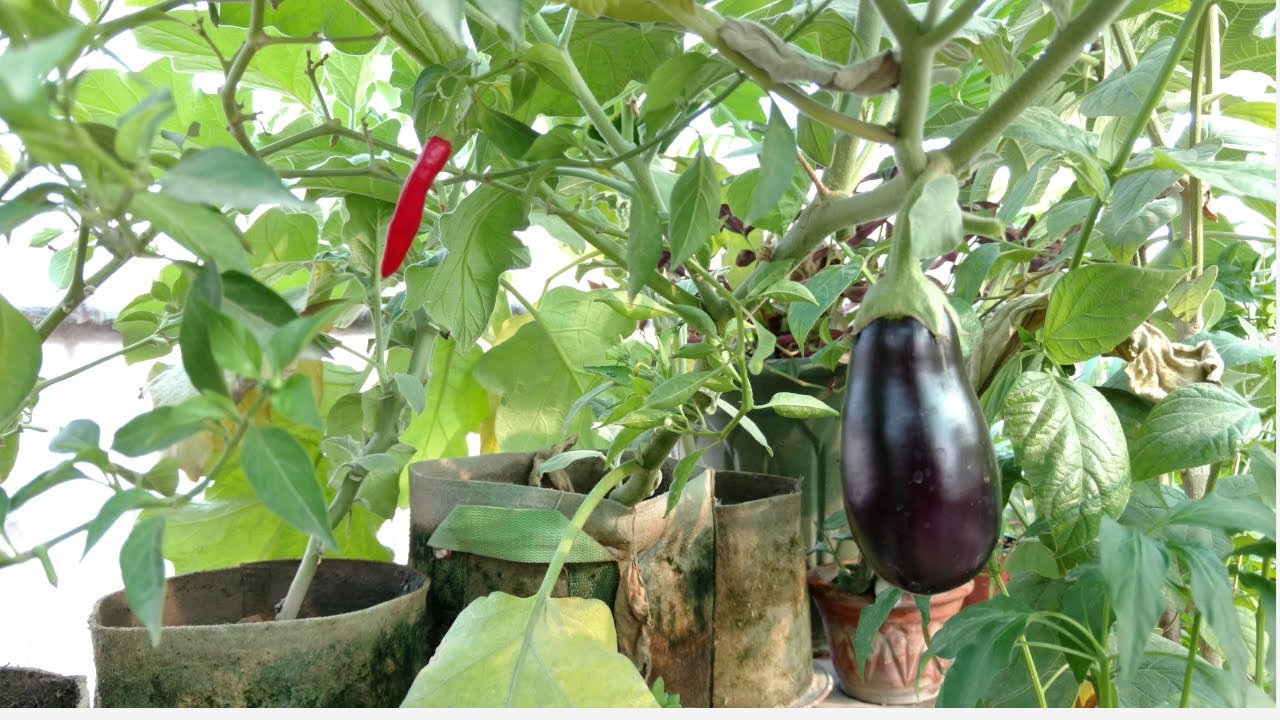 Vegetable Garden Update || Darna Nahi Bas Karna Hai