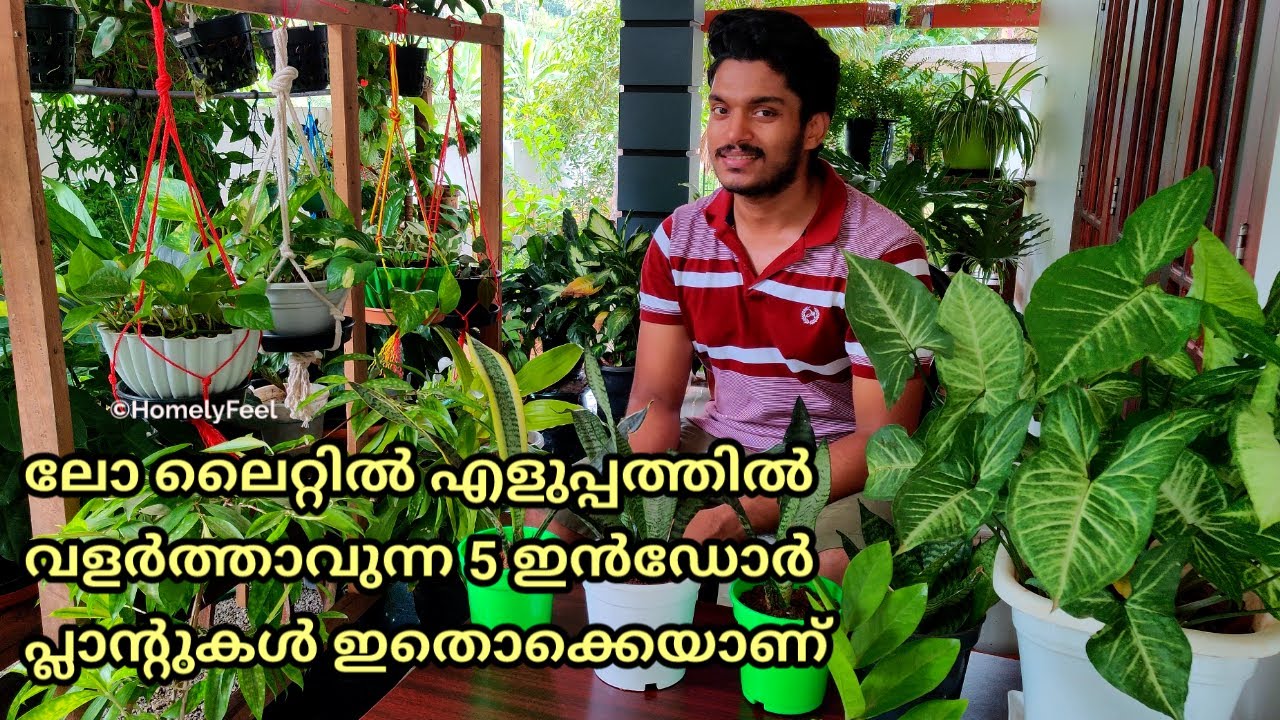Five Low light Indoor Plants we can easily grow in Malayalam By Diyab