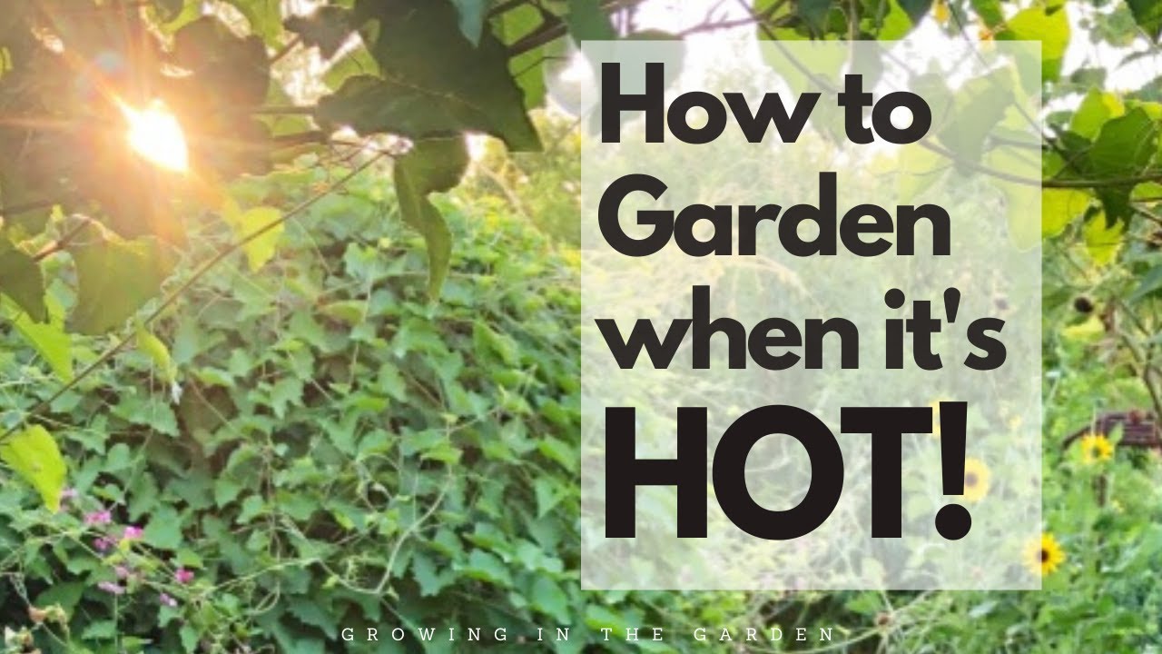 HOT SUMMER GARDEN TIPS to successfully grow a summer garden in HOT climates like ARIZONA