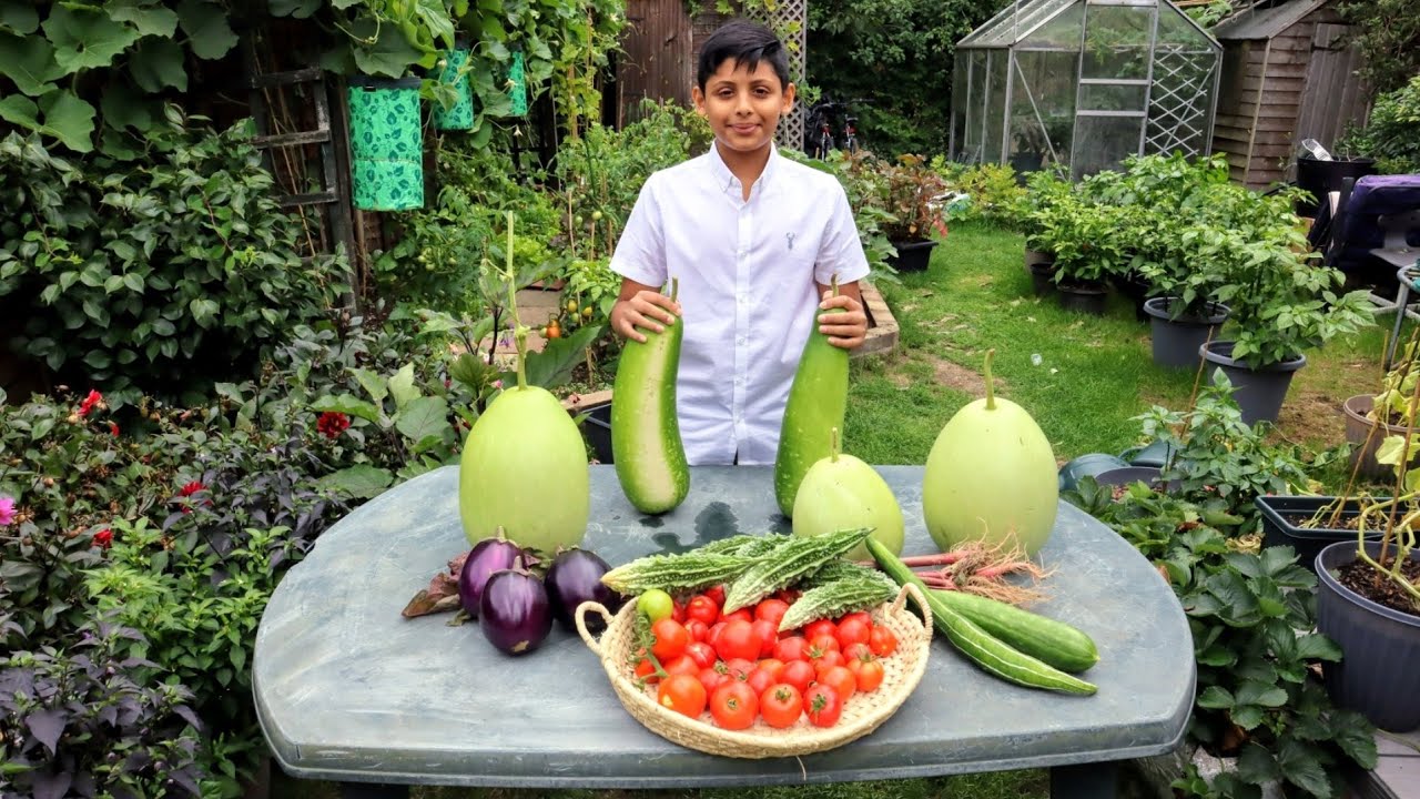 Time To harvest Bangladeshi Vegetable (Part 2) | Ali Raja Garden Tour 2020