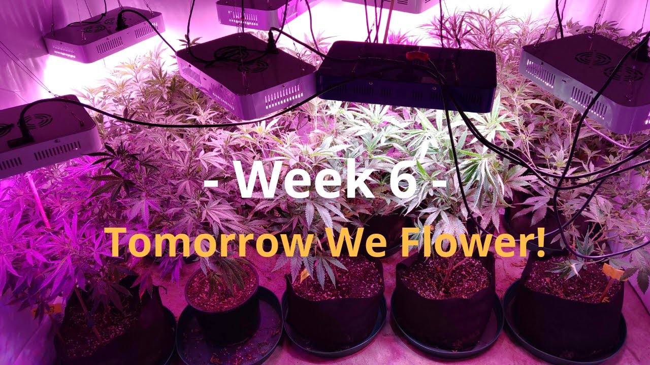 Cannabis Indoor Gardening #6  We Flower Tomorrow!