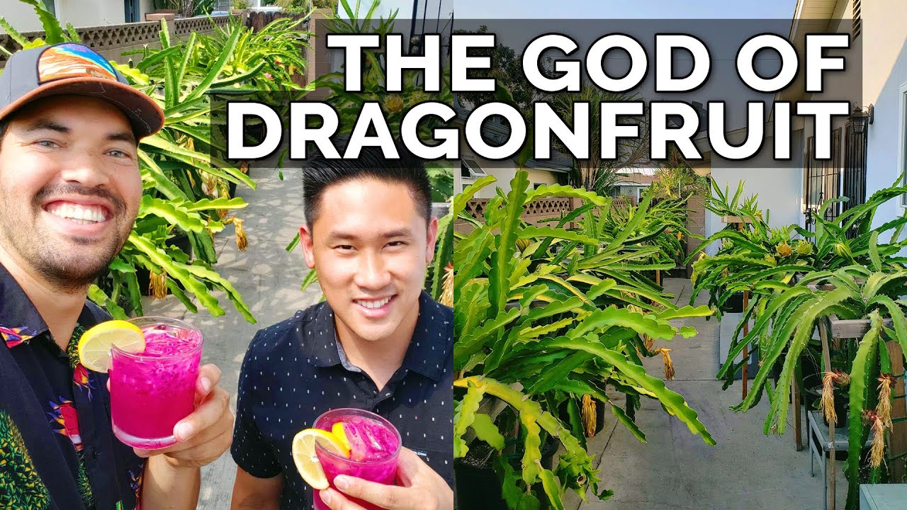 Secret Dragon Fruit Care Tips From a Master Dragon Fruit Grower