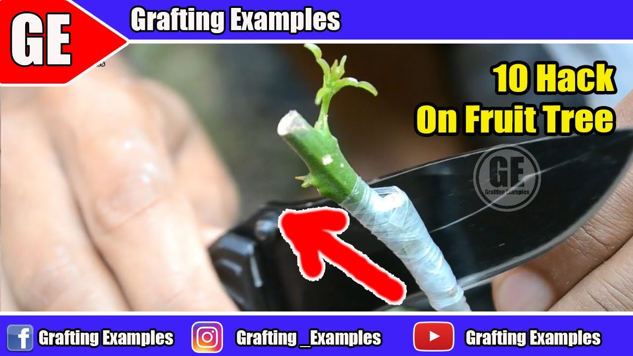 10 Gardening Hacks On Fruit Tree You Will Want To Know
