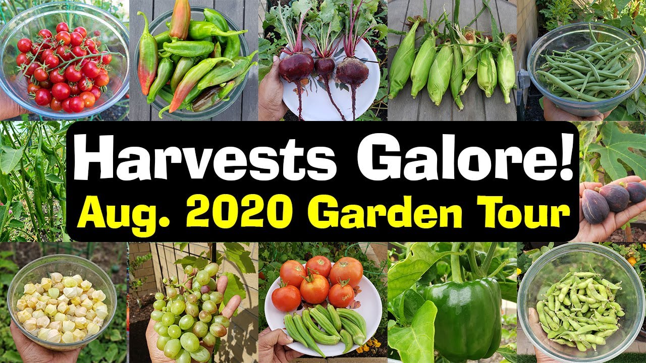 Full August 2020 California Garden Tour, Harvests, Gardening Tips & More!