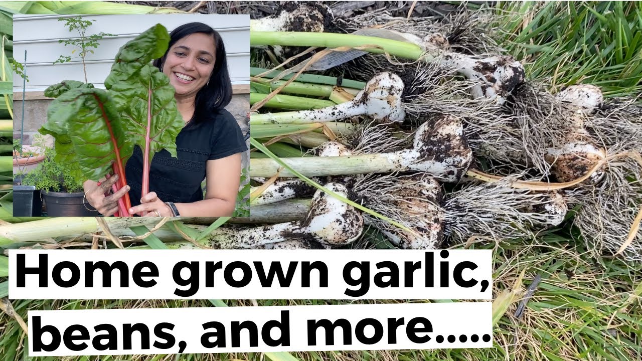 Small Backyard Vegetable Garden Harvest 2020  Early June Harvest in Zone 6 Vegetable Garden