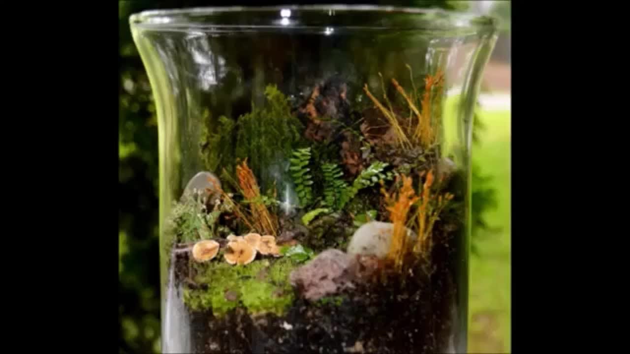 Indoor Garden DIY  Indoor Gardening How To  Fairy Garden  Terrarium How To