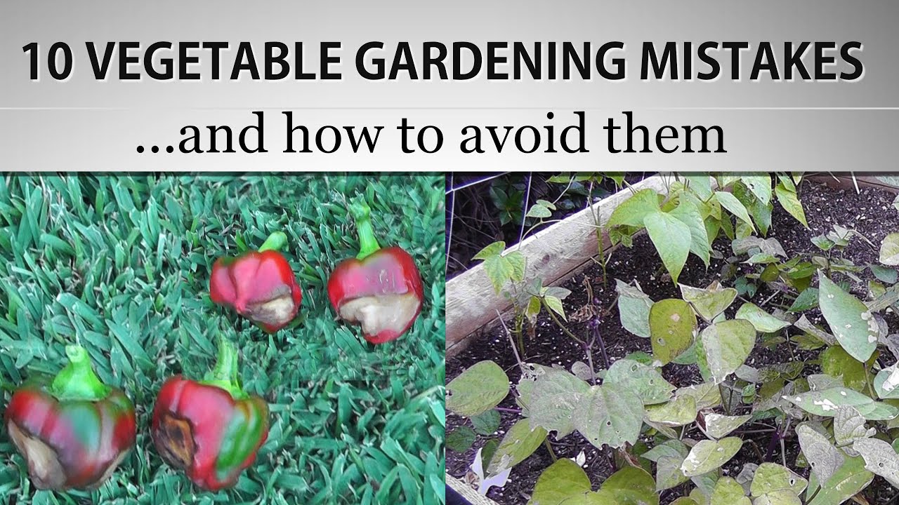 10 Vegetable Gardening Mistakes & How to avoid them  Gardening Hacks & Gardening Tips!