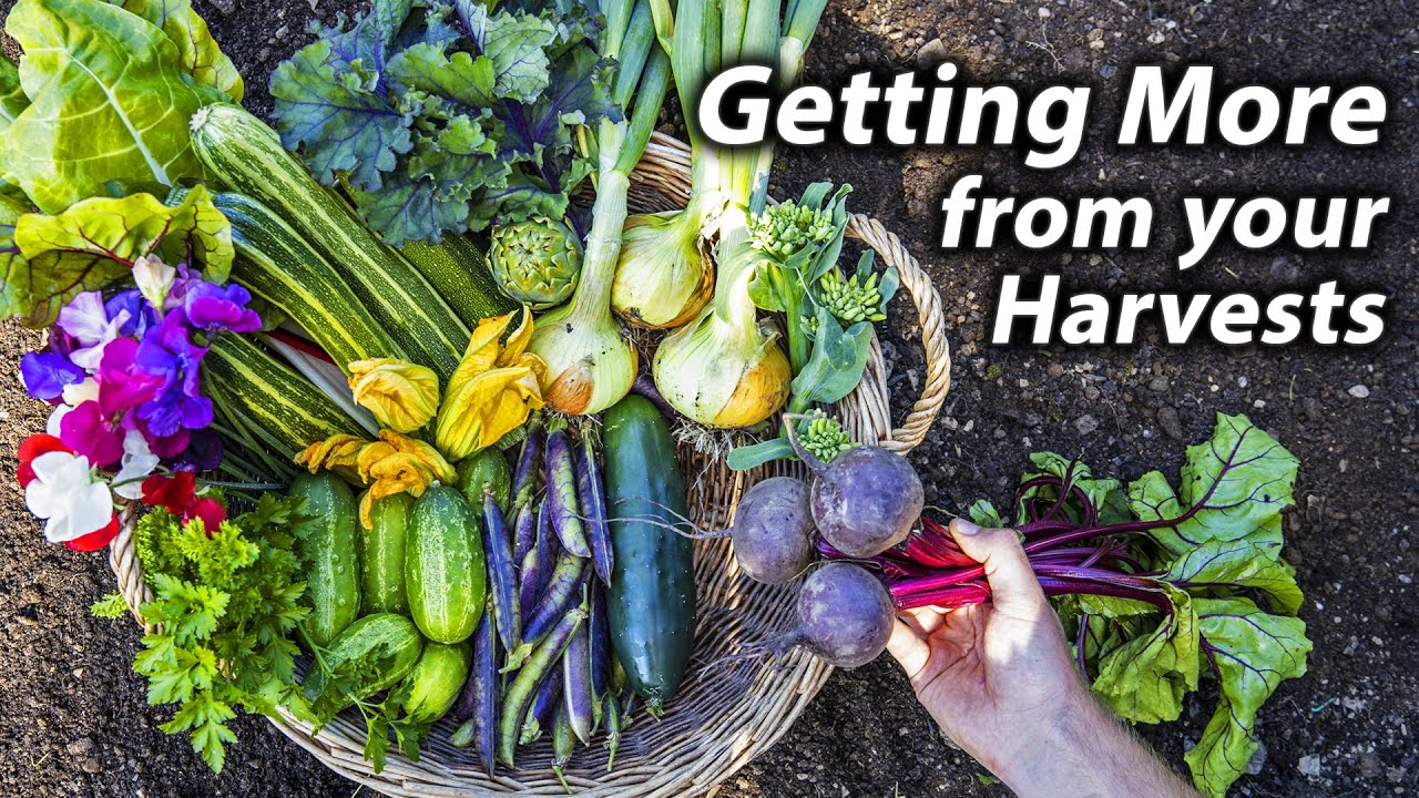 How to get Extra from Your Vegetable Garden | Harvesting Tips