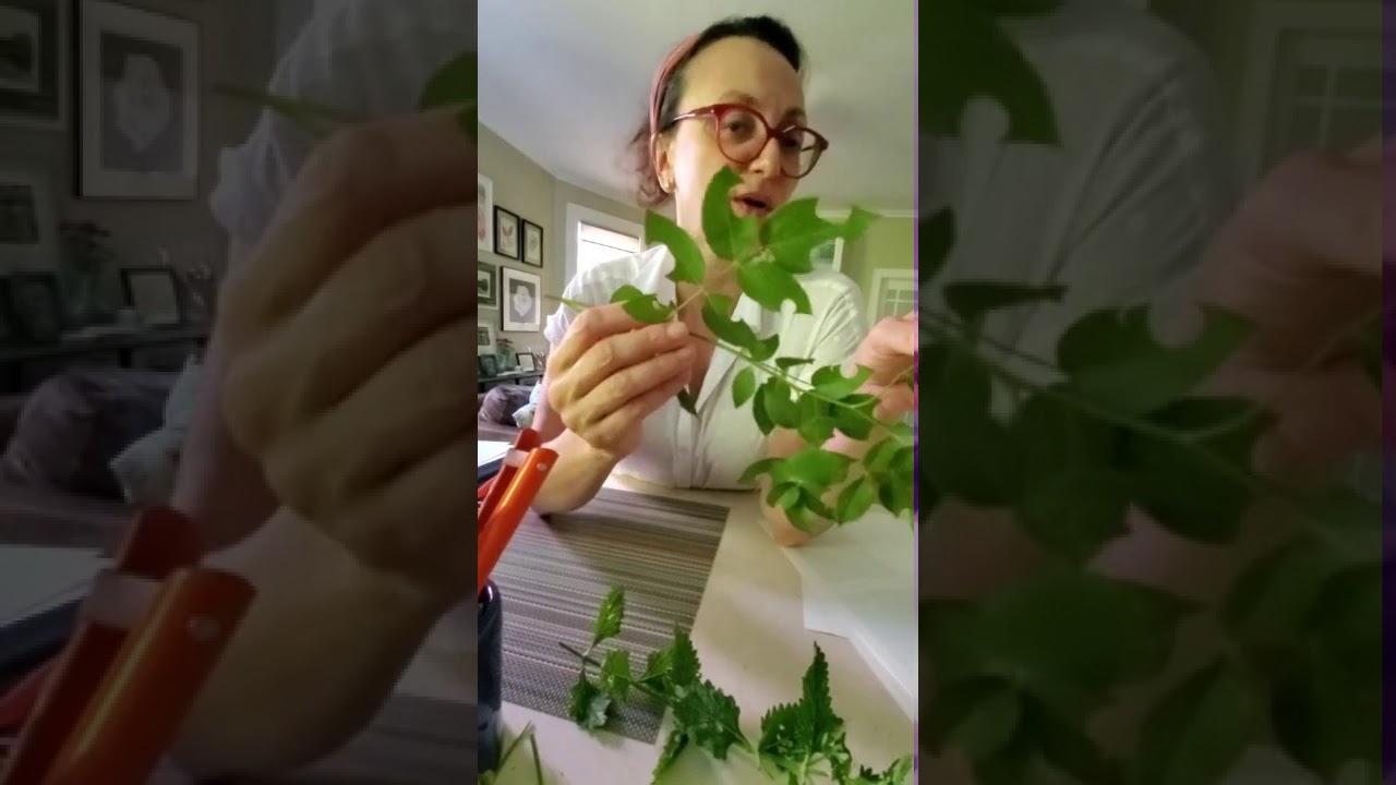 Gardening Hacks and Troubleshooting with Carmen DeVito