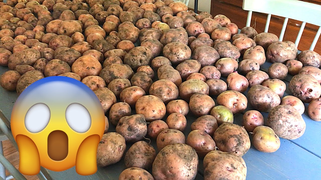 OVER 200 POTATOES FOR $7!!! Gardening Tips for Harvesting Potatoes!
