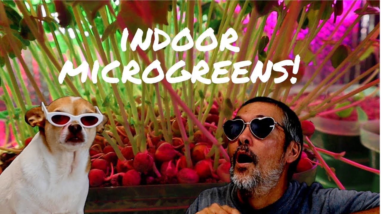 Indoor gardening for beginners / Easy DIY Hydroponics / Easy hydroponic grow tent