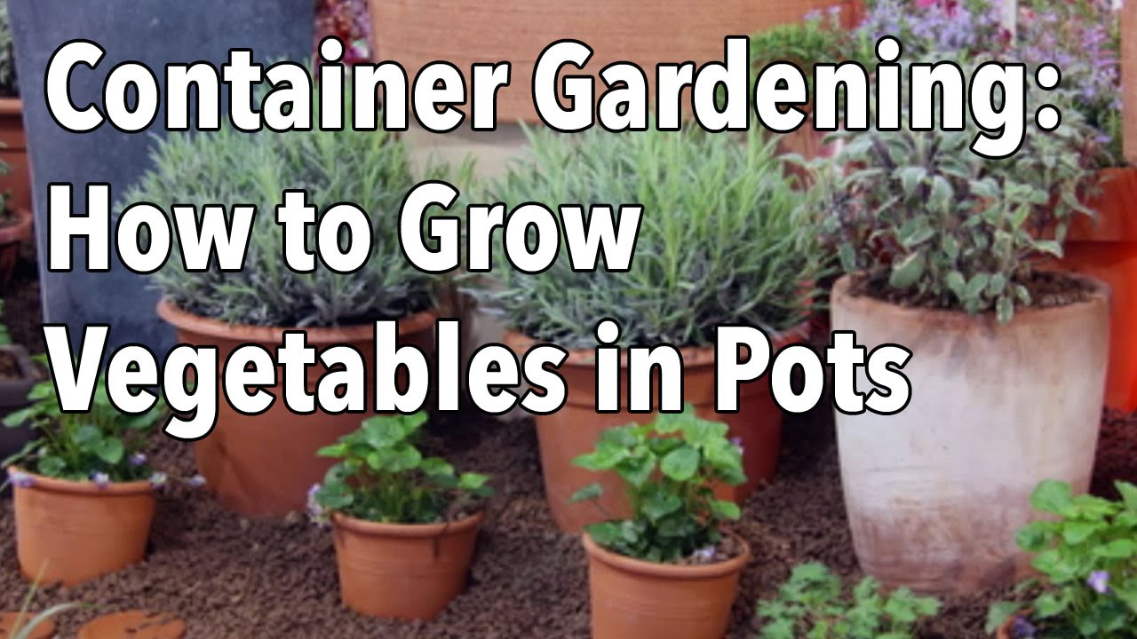 Container Gardening  Top Tips for Success