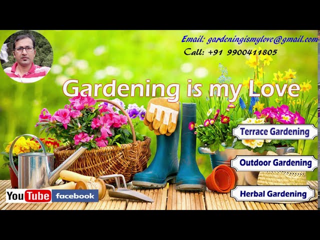Gardening Is My Love | Top Gardening Hacks You Will Want to Know | Gardening Secret Tips by Steevan