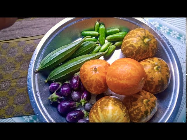 Harvesting|terrace garden harvest in telugu|Gardening ideas|brinjals|dosakaya by gowri Garden telugu