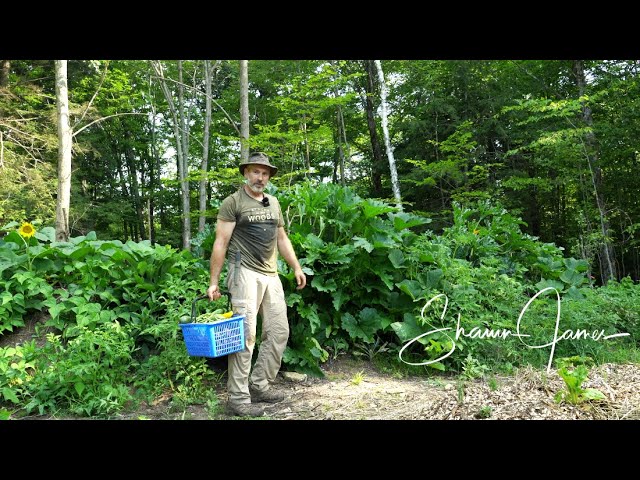 Vegetable Garden in the Forest, July Harvest