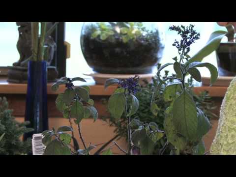 Flower Gardening Tips : How to Grow Common Heliotrope (Heliotropium Arborescens)