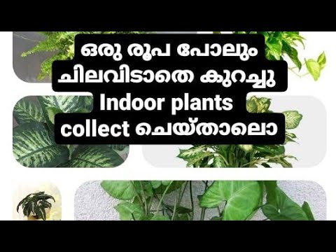 How to collect indoor plants for free malayalam|#indoorplants|#indoorgarden|#garden|