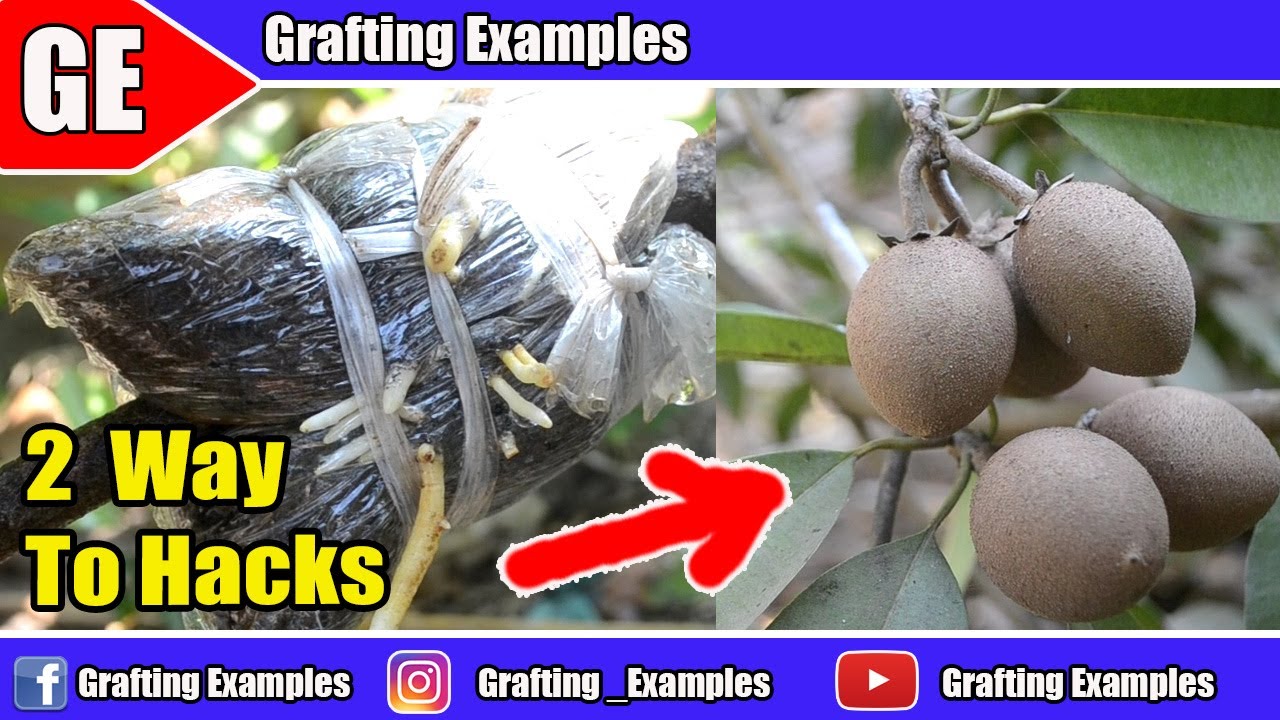 2 Way To Hacks Sapodilla Tree Gardening Hacks | You Should To Know