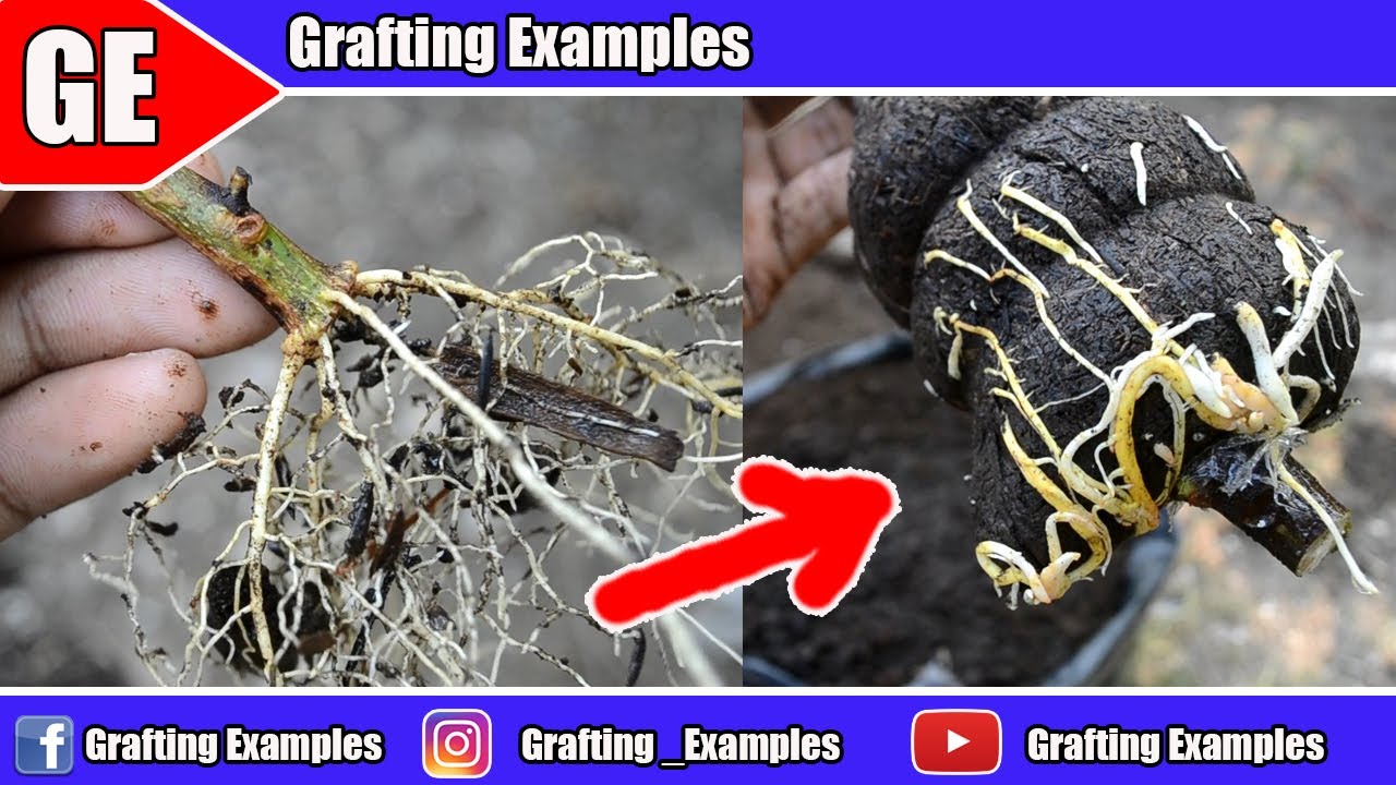 4 Clever Way To Rooting Fruit Tree and Result Gardening Hacks You Should Try
