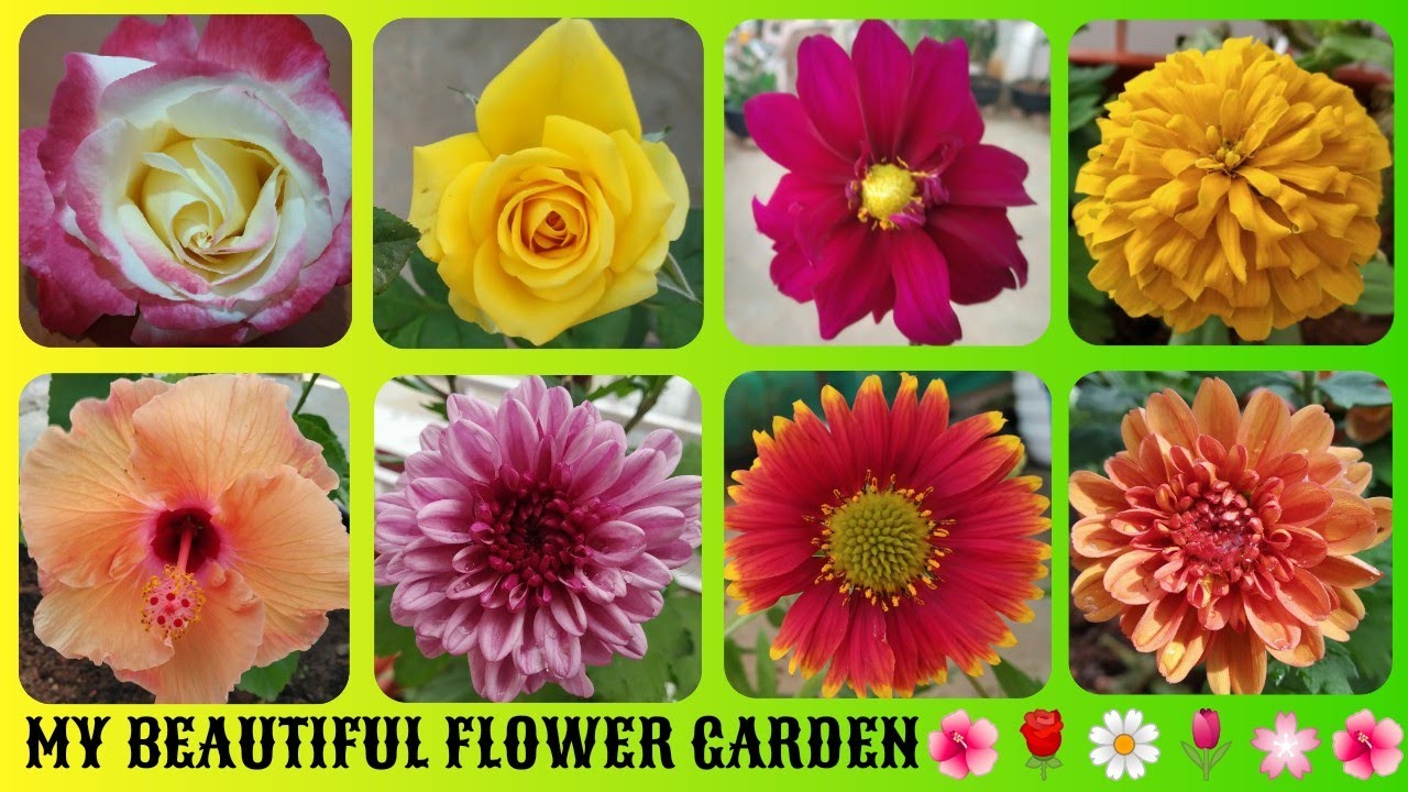 My Beautiful flower garden //    