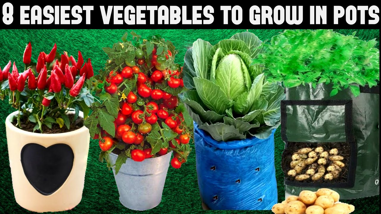 Top 8 Easy To Grow Vegetables For Beginners|SEED TO HARVEST